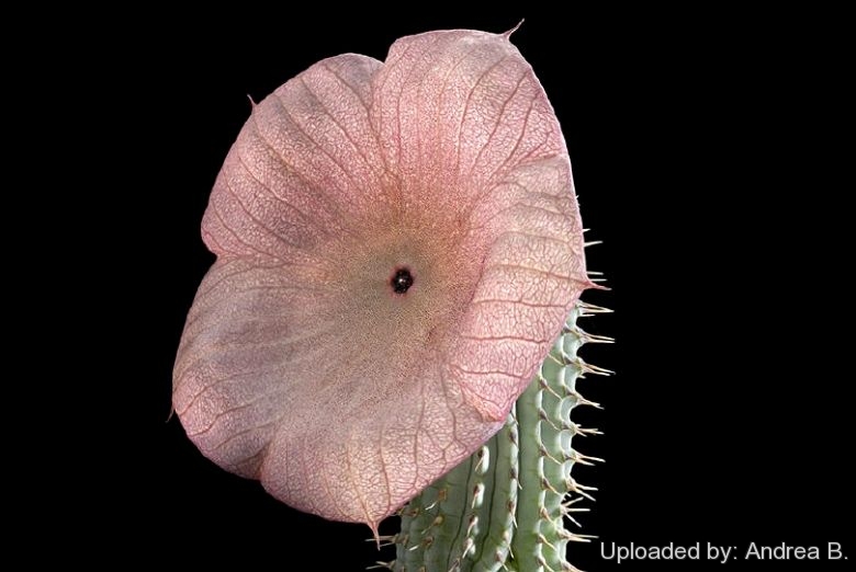 Hoodia gordonii